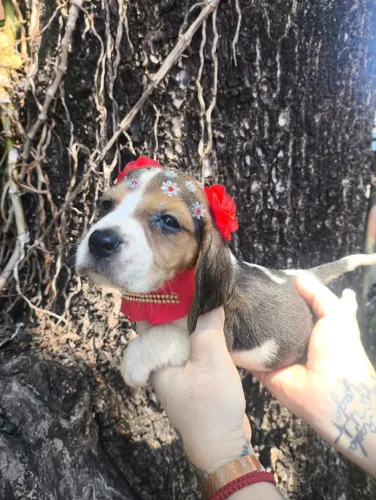 Filhotes de Beagle | Um sorriso em forma de amizade.