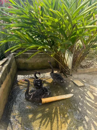 Cisne Negro