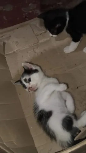 Gatinho macho pra doação responsável