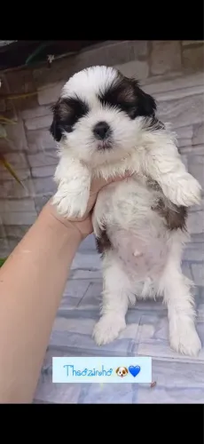 Doação shitzu