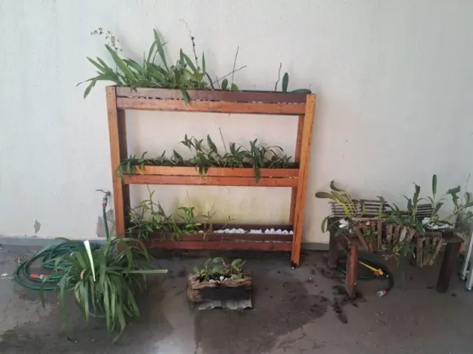 Várias Orquídeas com a Estrutura de Madeira