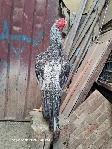 FRANGO ASSEL BICO CURTO CARIJÓ 