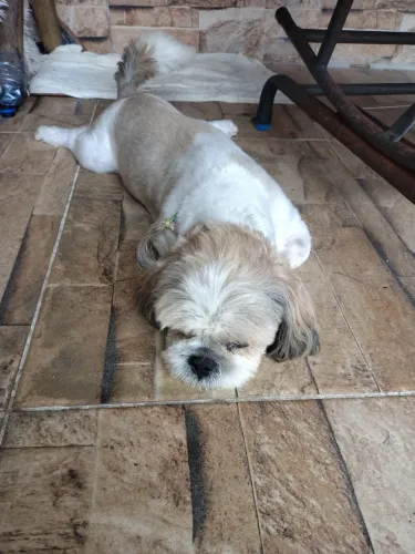 Shitzu para doação 