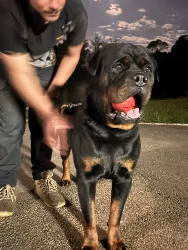 Doação rotweiller