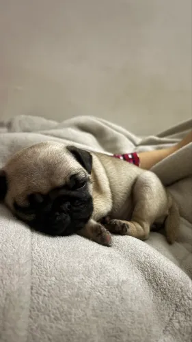 Filhote de Pug Fêmea Abricot