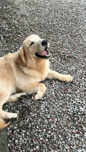 Vendo Golden pedigri