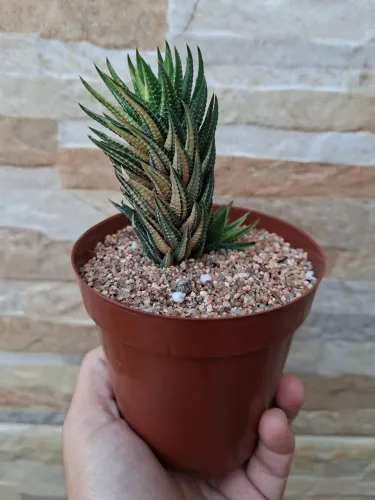 Haworthia attenuata variegata