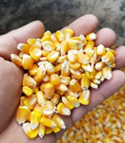 GRÃOS ENSACADOS DIRETO DA FAZENDA PARA VENDA ? QUALIDADE E ÓTIMO PREÇO