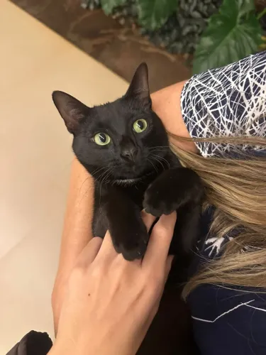 Gatinha para adoção ! Castrada!
