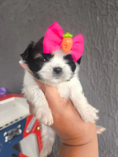 Shih Tzu filhotes disponíveis com ótimo padrão
