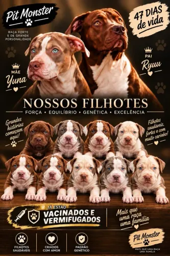 Filhotes de Pitmonster 
