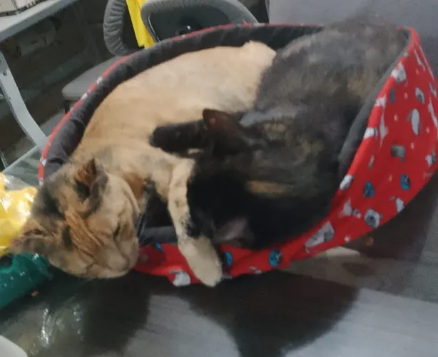 Gatinhas castrada p adoção
