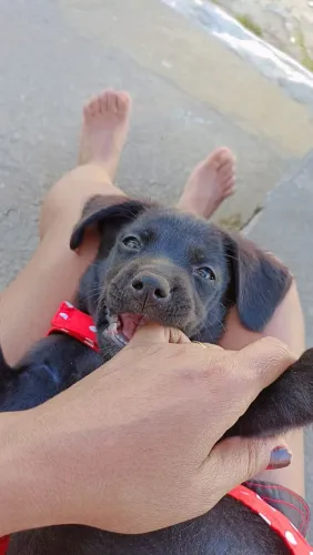 Labrador fêmea 