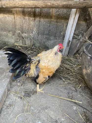 Vendo galo garnisés