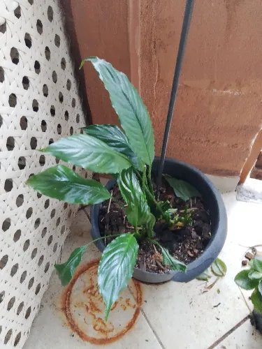 Plantas