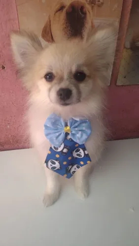 Spitz alemão filhote 4 meses na troca de pelos