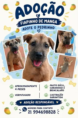 Adoção RESPONSÁVEL