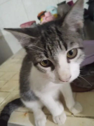 Gatos para adoção 