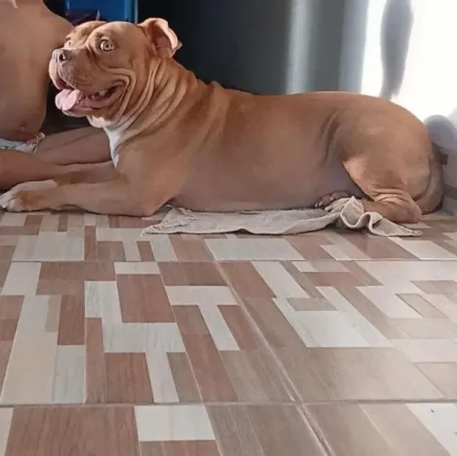 Filhote de Pitbull