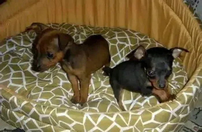 Pinscher Micro Zero.