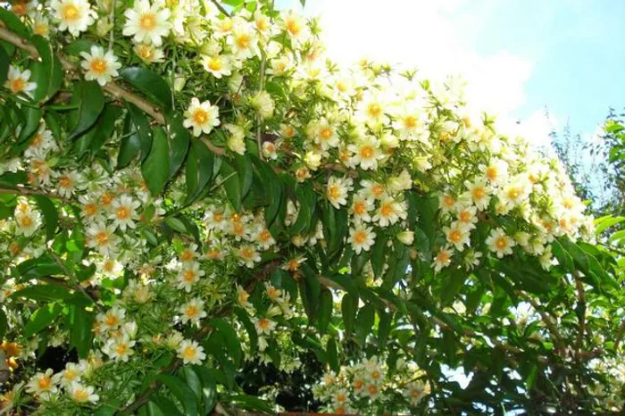 Muda De Ora Pro Nobis - Planta Rica Em Proteína 