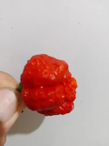 Pimentas em conserva pimentas nucleares Trinidad scorpion e Carolina Reaper 