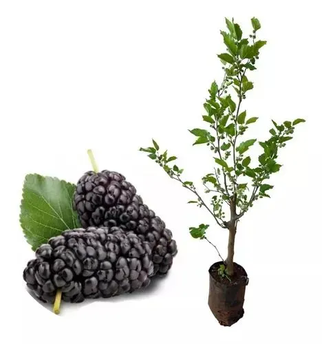 Muda de Amora  gigante Preta - Planta Frutífera