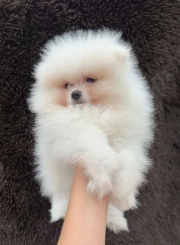 Spitz Alemão Anão Saudáveis e Felizes - Visite nosso canil!