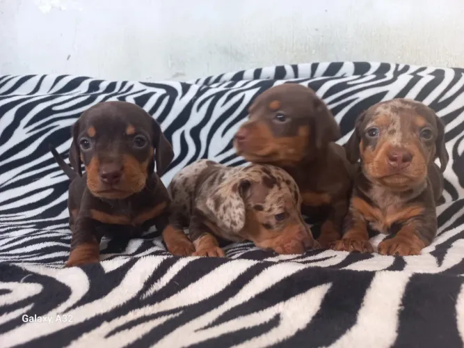 Cocker lindíssimos filhotes 