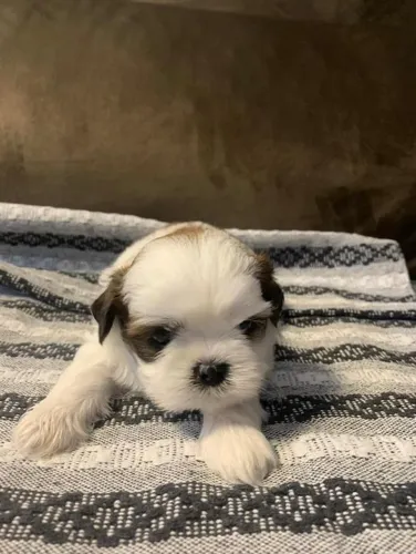 Filhote Shih Tzu, esses filhotes podem causar excesso de felicidade!
