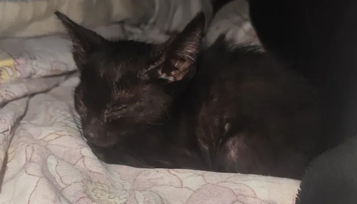 Doação de filhotes de gato, URGENTE