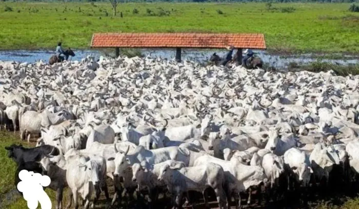 Fazenda a venda, região de Paiaguás - MS