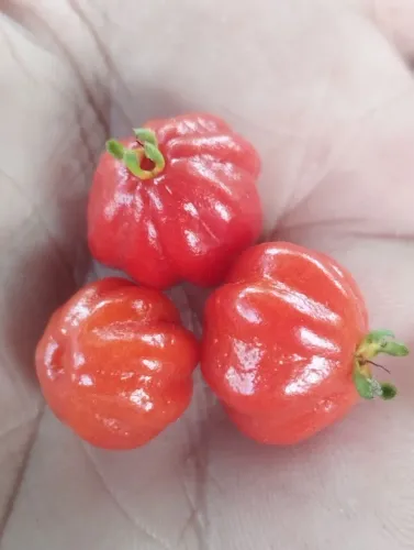 Mudas de pitanga vermelha 