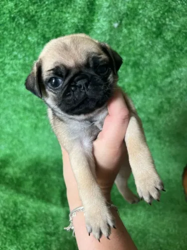 Pug: Engraçadinho, meigo e cheio de charme!