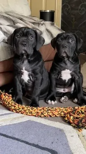 Cane Corso - Entrega em 2 dias !