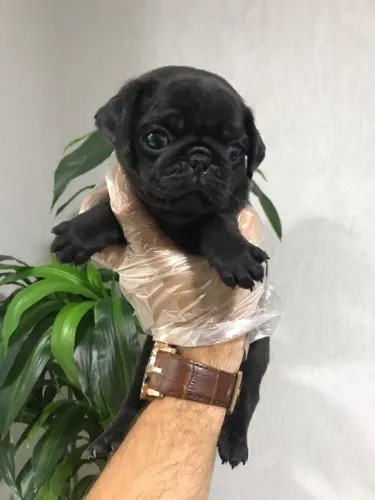 Pug fêmea maravilhosa em loja - Filhote já vacinado (V10 importada)
