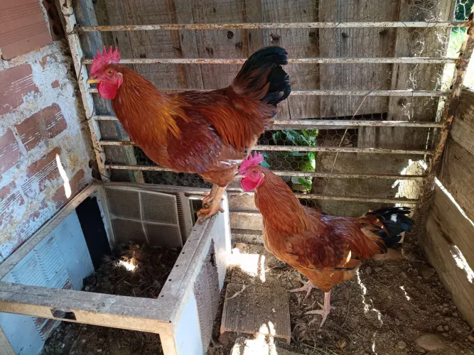 Galo e frangos.