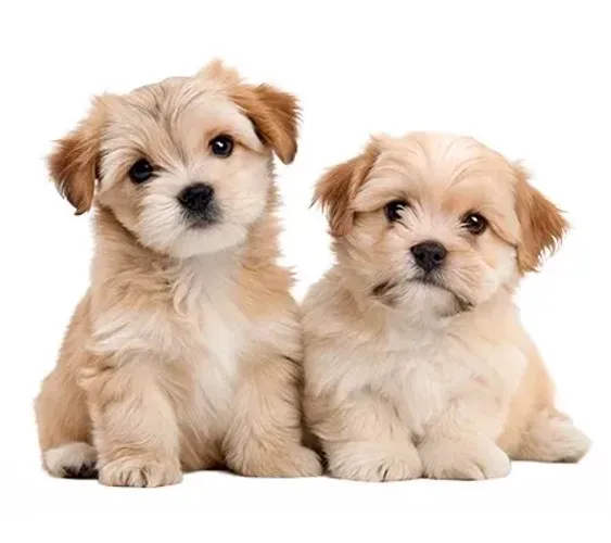 Lhasa apso