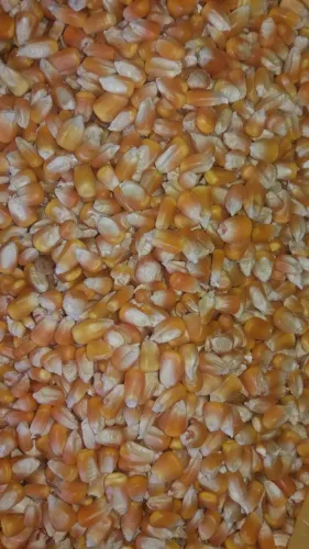 MILHO E PRODUTOS AGRÍCOLAS