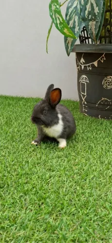 Coelho