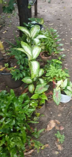 Plantas todo preco