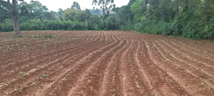 Terreno 