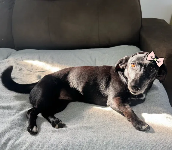 Cachorra para adoção responsável 