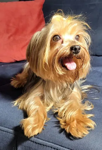 Yorkshire Terrier Fêmea 