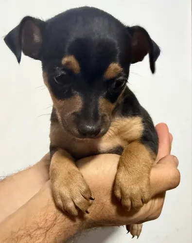 Filhote Pinscher macho
