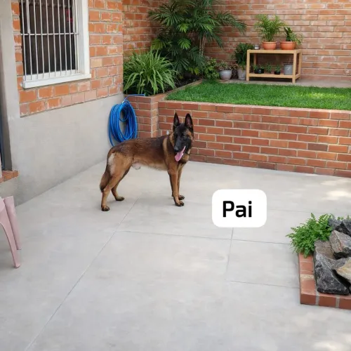 Filhote Pastor Belga Malinoes