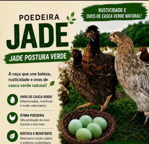 Frangas Jade