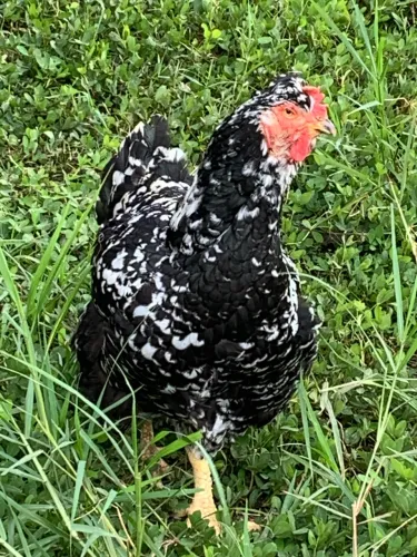 Galinha balão e pintinhos