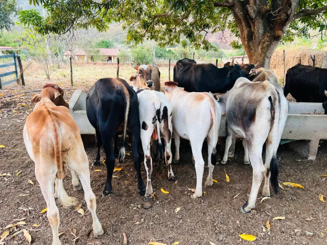 Gado a venda