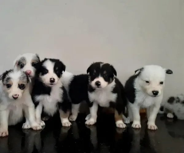 Border collie 85 9 9839 I346